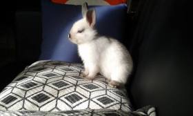 lapin petit